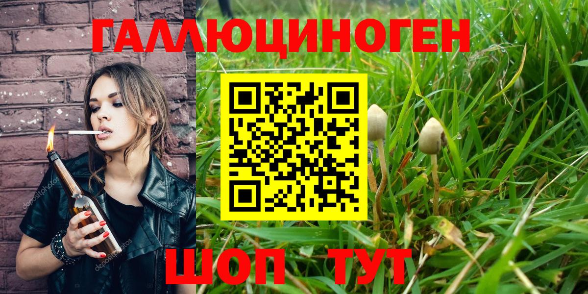 Псилоцибиновые грибы Cubensis  Вход с VPN  Новоалександровск  как найти наркотики  Псилоцибиновые грибы Psilocybine cubensis 
